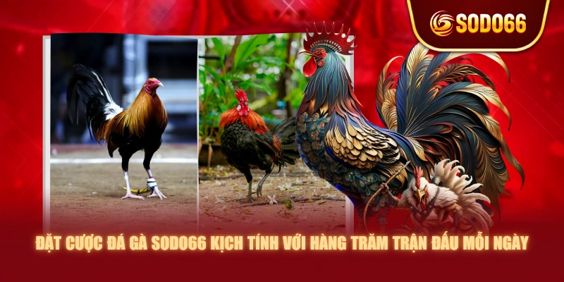 Đặt cược đá gà SODO66 kịch tính với hàng trăm trận đấu mỗi ngày