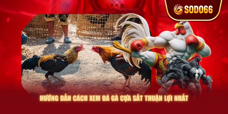Hướng dẫn cách xem đá gà cựa sắt thuận lợi nhất