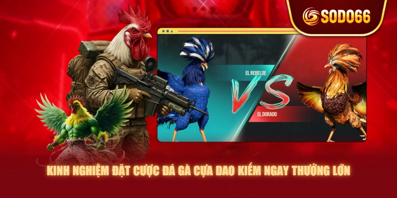 Kinh nghiệm đặt cược đá gà cựa dao kiếm ngay thưởng lớn