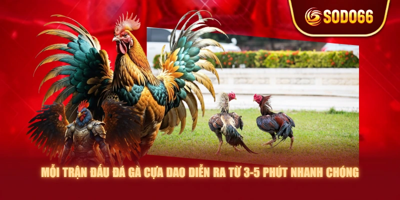 Mỗi trận đấu đá gà cựa dao diễn ra từ 3-5 phút nhanh chóng
